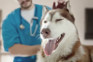 ¿Con qué frecuencia deberías llevar a tu mascota al veterinario?