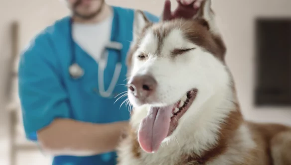 ¿Con qué frecuencia deberías llevar a tu mascota al veterinario?